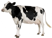 Корова картинки, стоковые фото Корова | Depositphotos